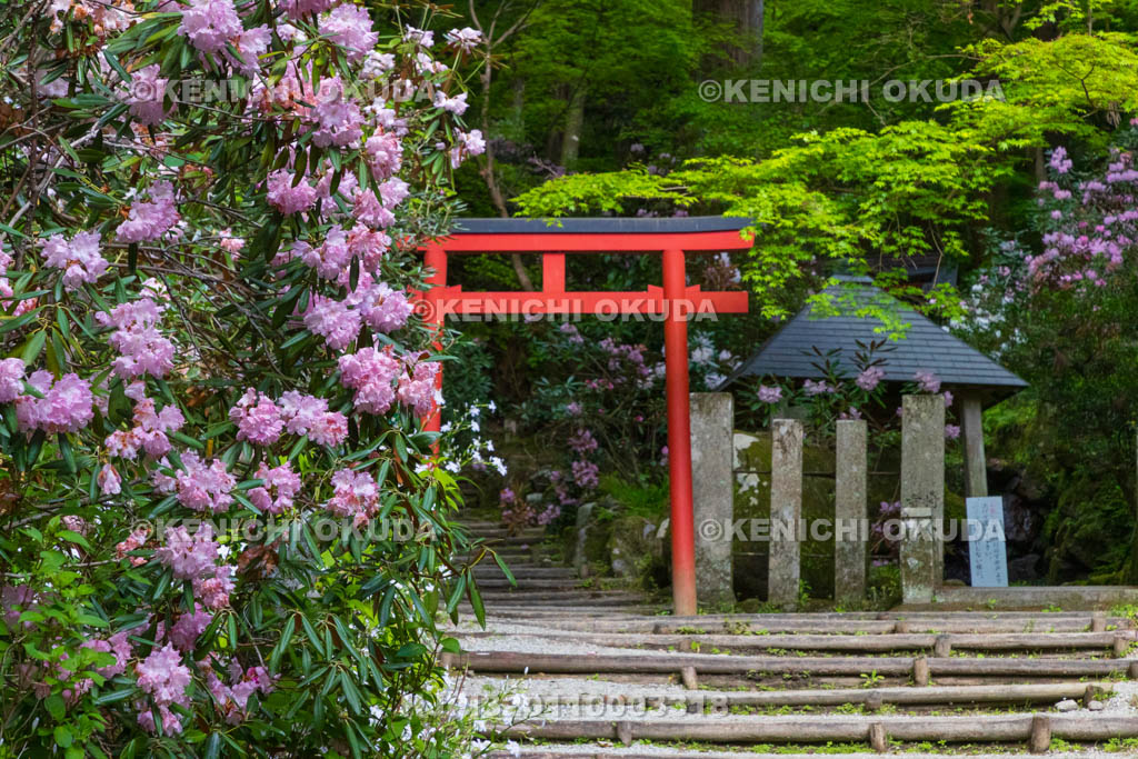 奈良県　シャクナゲ咲く岡寺　奥の院参道　瑠璃井付近