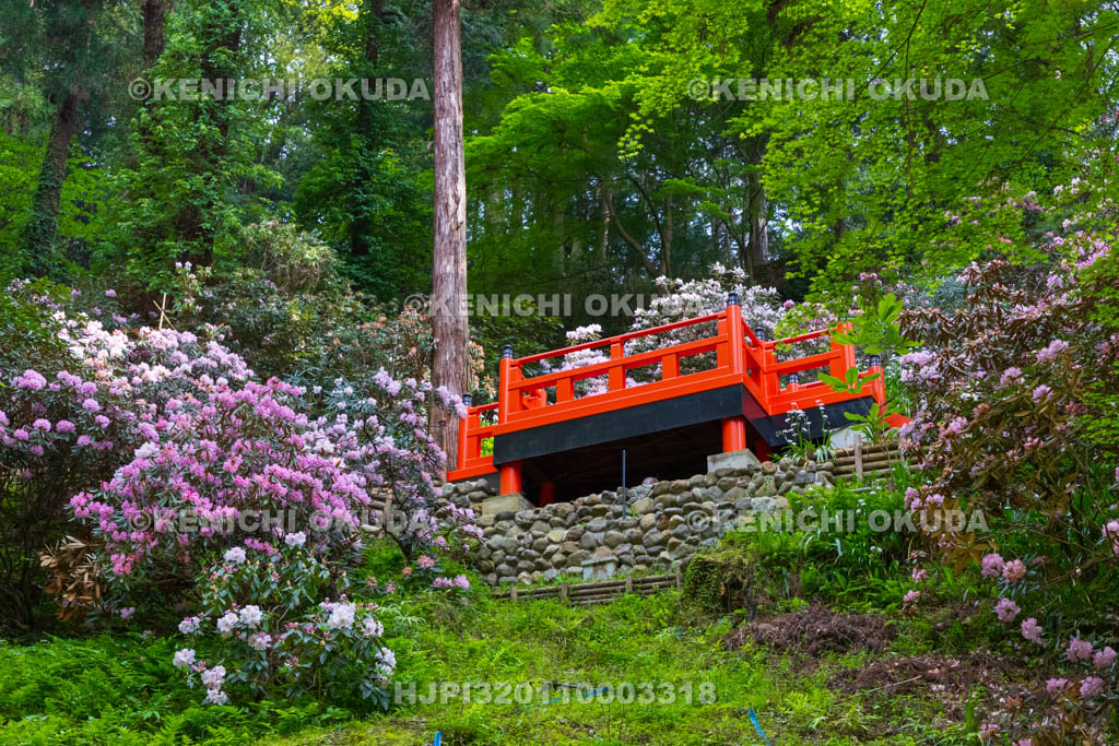 奈良県　シャクナゲ咲く岡寺　しゃくなげの道
