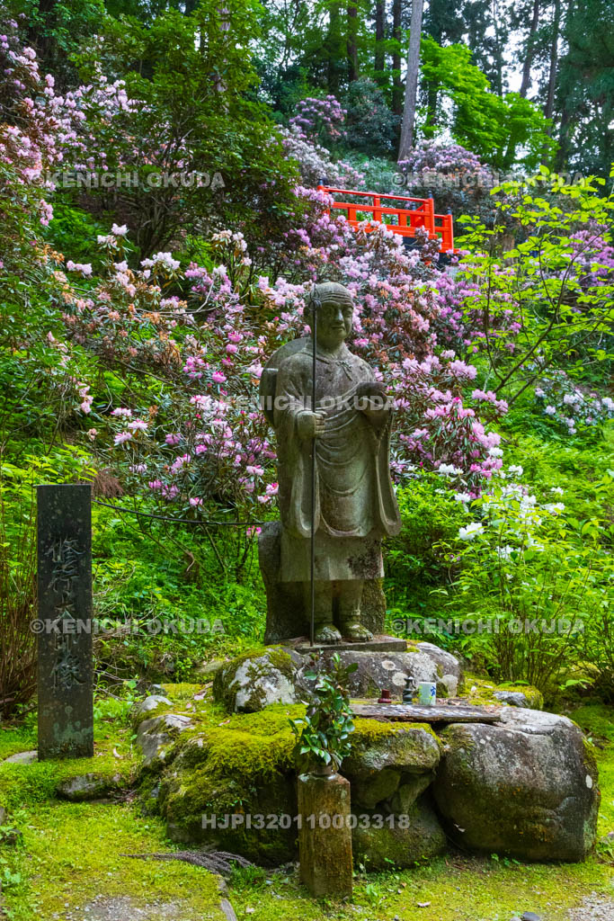 奈良県　シャクナゲ咲く岡寺　修行大師像