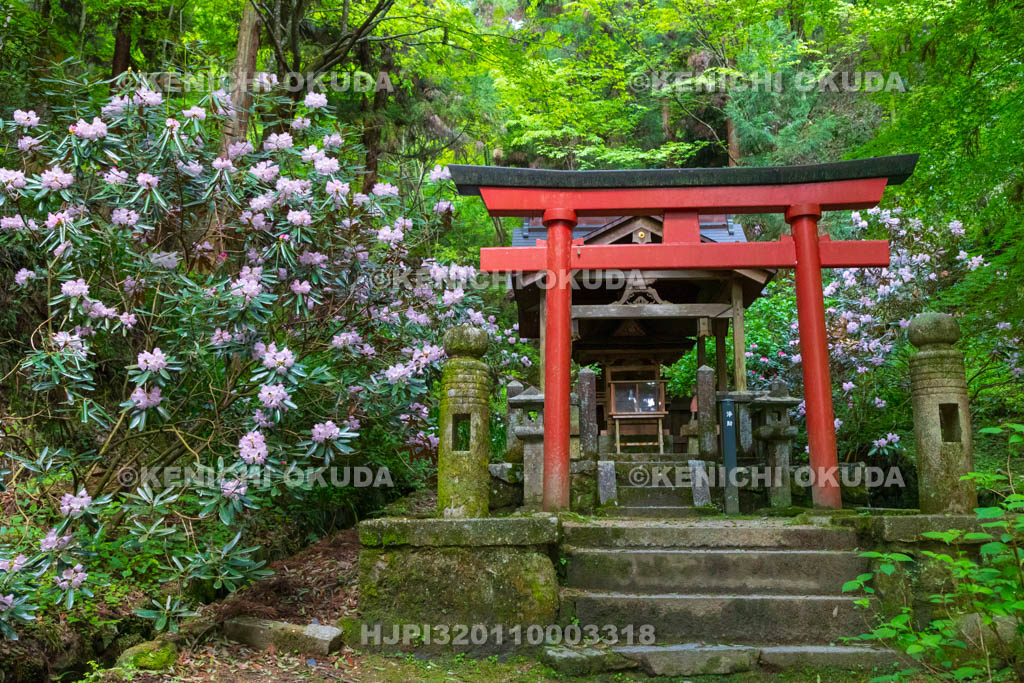 奈良県　シャクナゲ咲く岡寺　稲荷明神社（如意稲荷社）