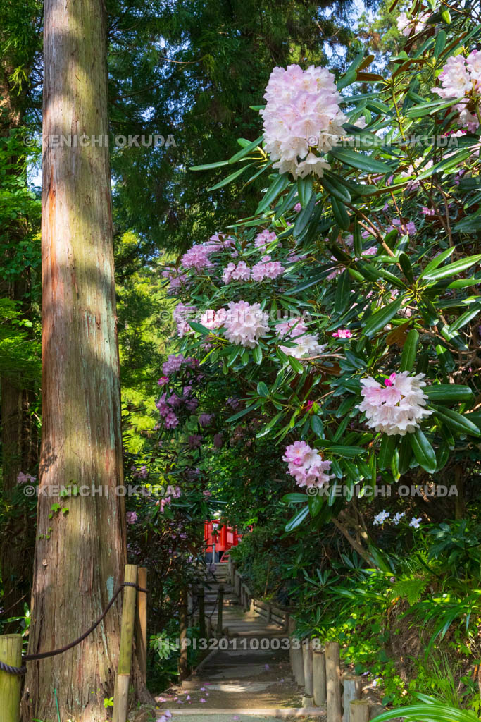 奈良県　シャクナゲ咲く岡寺　しゃくなげの道
