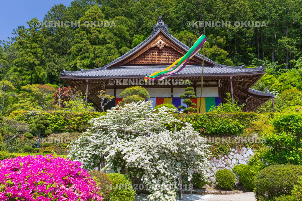 奈良県　ツツジとオオデマリ咲く船宿寺　本堂