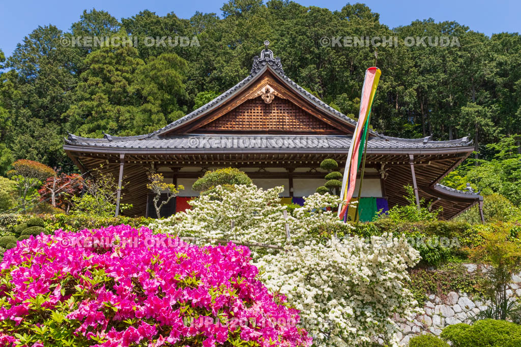 奈良県　ツツジとオオデマリ咲く船宿寺　本堂