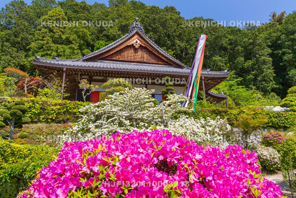 奈良県　ツツジとオオデマリ咲く船宿寺　本堂