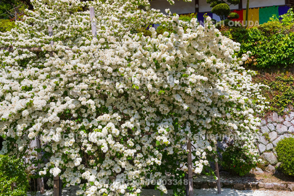 奈良県　船宿寺　オオデマリ
