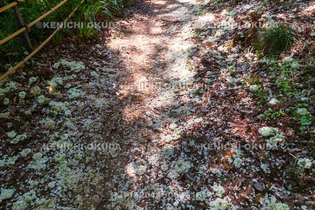 奈良県　オオデマリ散る葛城古道　船宿寺付近