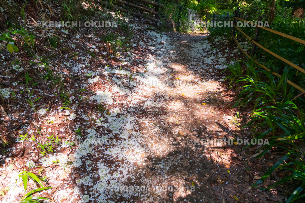 奈良県　オオデマリ散る葛城古道　船宿寺付近