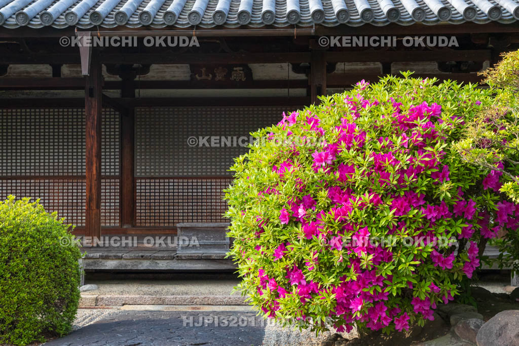 奈良県　ツツジ咲く十輪院　本堂（国宝）