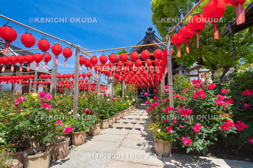 奈良県　おふさ観音　提灯まつり　花まんだら