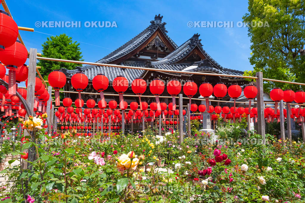 奈良県　おふさ観音　提灯まつり　花まんだら