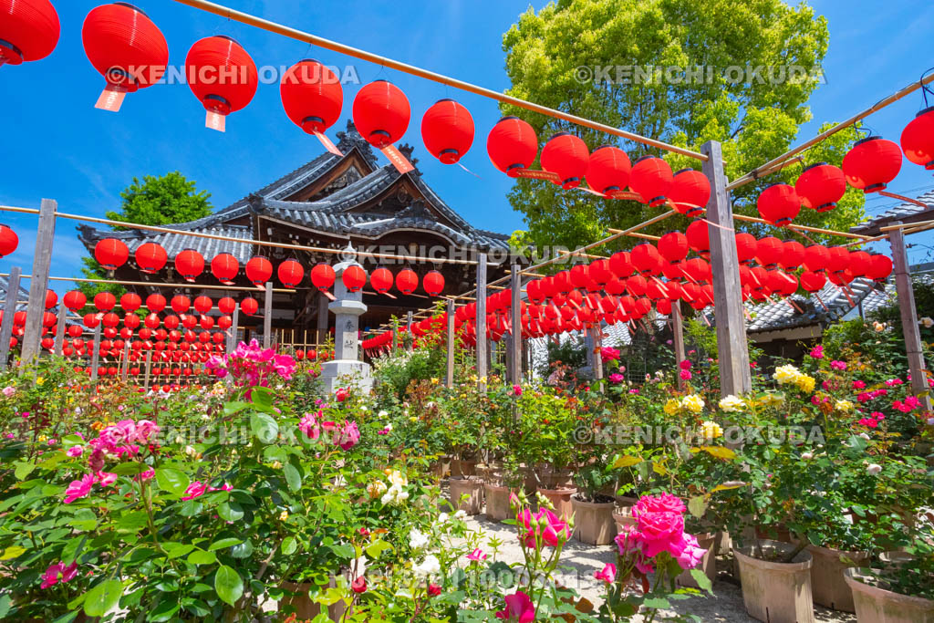 奈良県　おふさ観音　提灯まつり　花まんだら