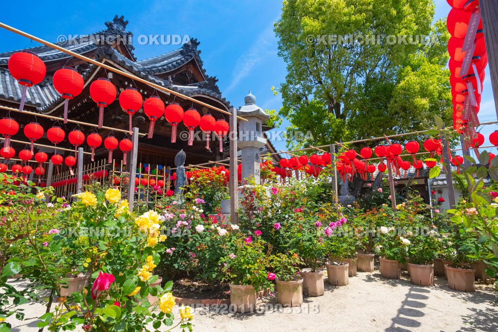 奈良県　おふさ観音　提灯まつり　花まんだら