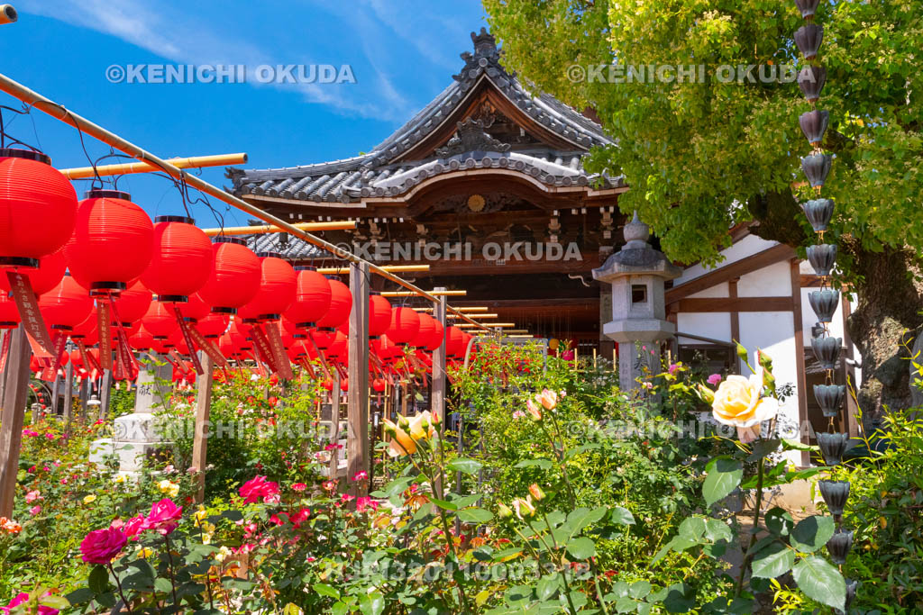奈良県　おふさ観音　提灯まつり　花まんだら