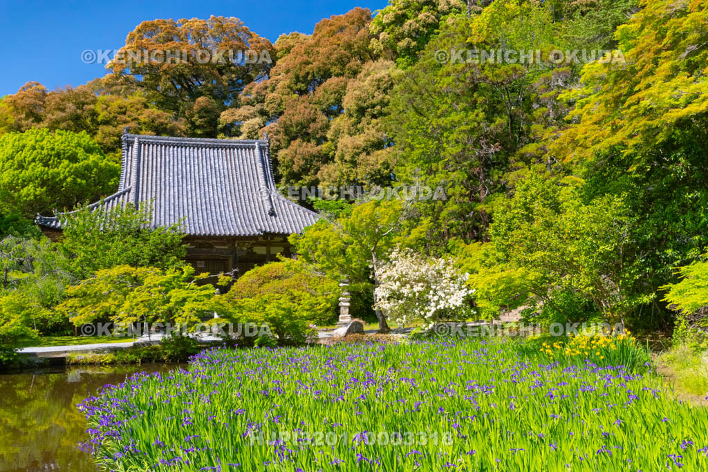 奈良県　長岳寺　カキツバタ咲く境内