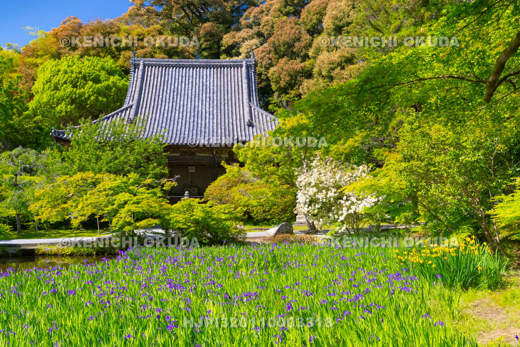 奈良県　長岳寺　カキツバタ咲く境内
