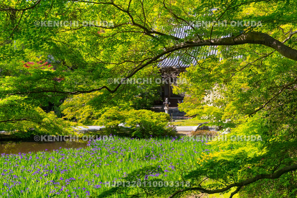 奈良県　長岳寺　カキツバタ咲く境内