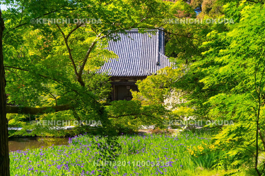 奈良県　長岳寺　カキツバタ咲く境内