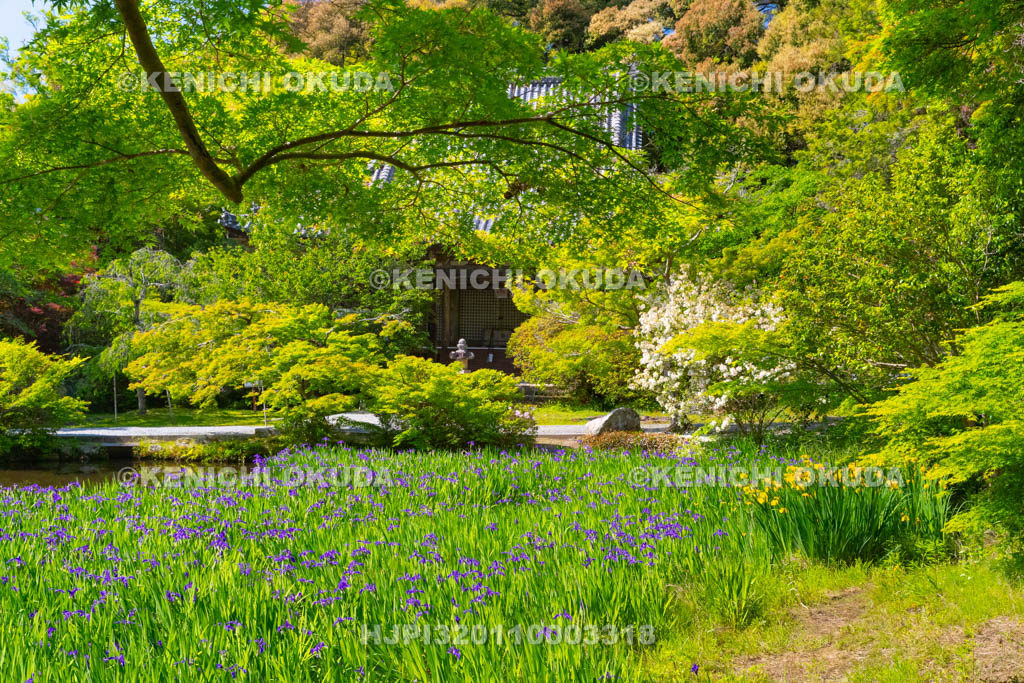 奈良県　長岳寺　カキツバタ咲く境内