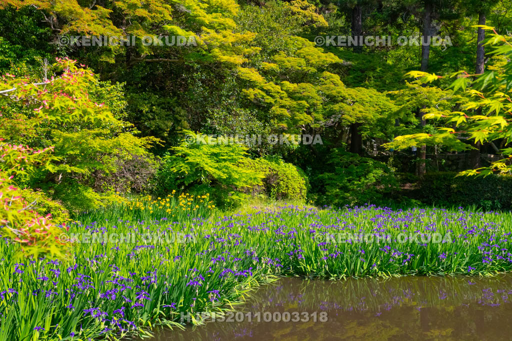 奈良県　長岳寺　カキツバタ咲く境内
