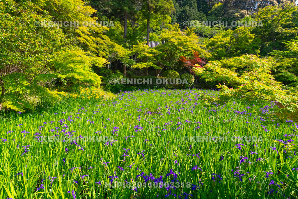 奈良県　長岳寺　カキツバタ咲く境内