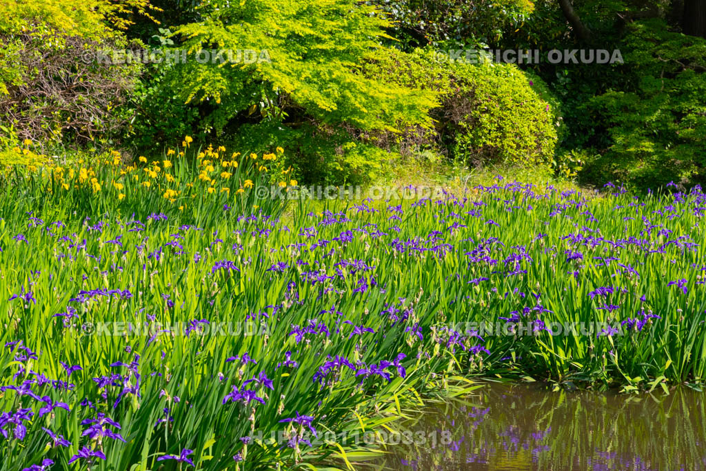奈良県　長岳寺　カキツバタ咲く境内