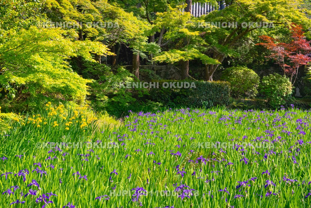 奈良県　長岳寺　カキツバタ咲く境内