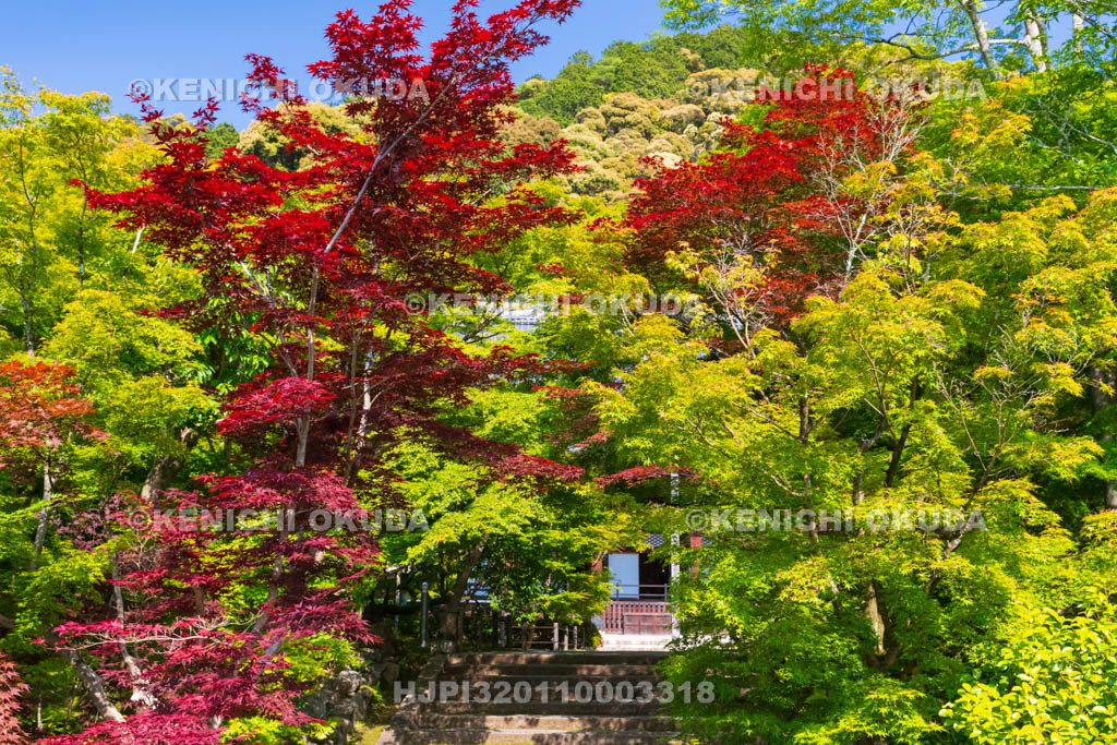 京都府　永観堂禅林寺　春もみじ　御影堂（大殿）付近