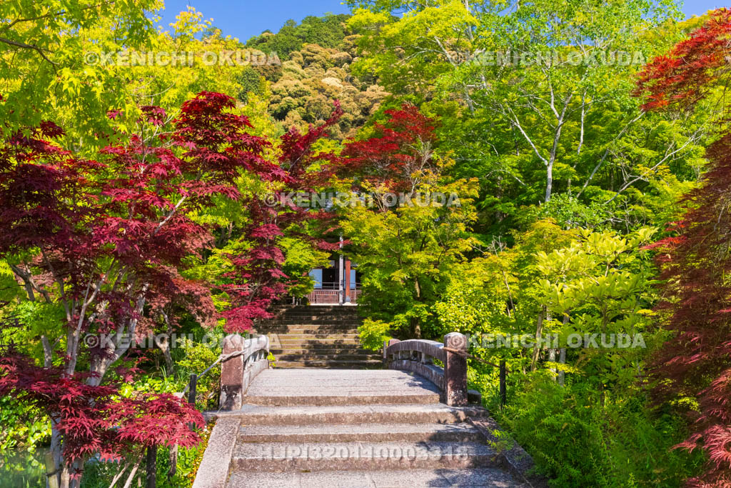 京都府　永観堂禅林寺　春もみじ　極楽橋付近