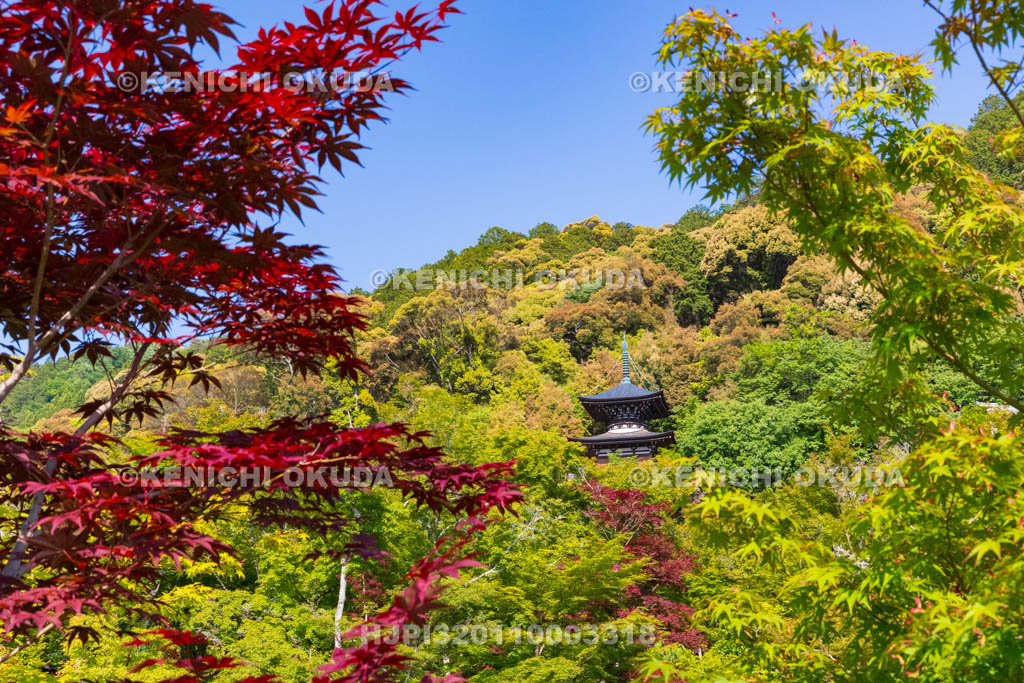 京都府　永観堂禅林寺　春もみじ
