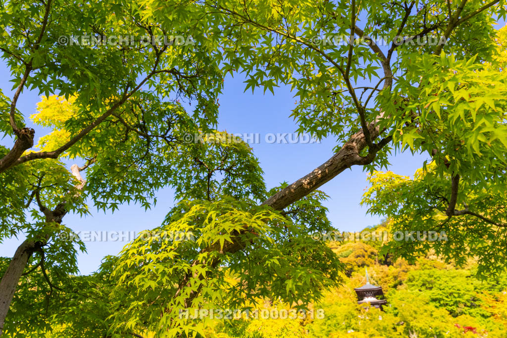 京都府　永観堂禅林寺　新緑と多宝塔