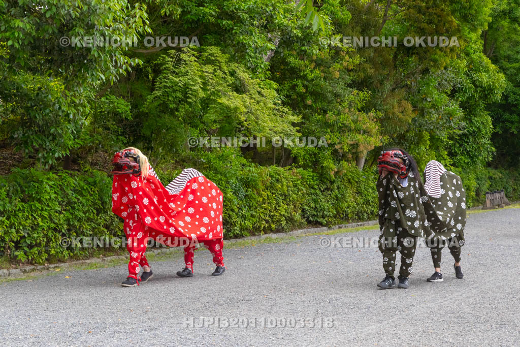 京都府　御霊（上御霊）神社　御霊祭　還幸祭（渡御の儀）　獅子舞