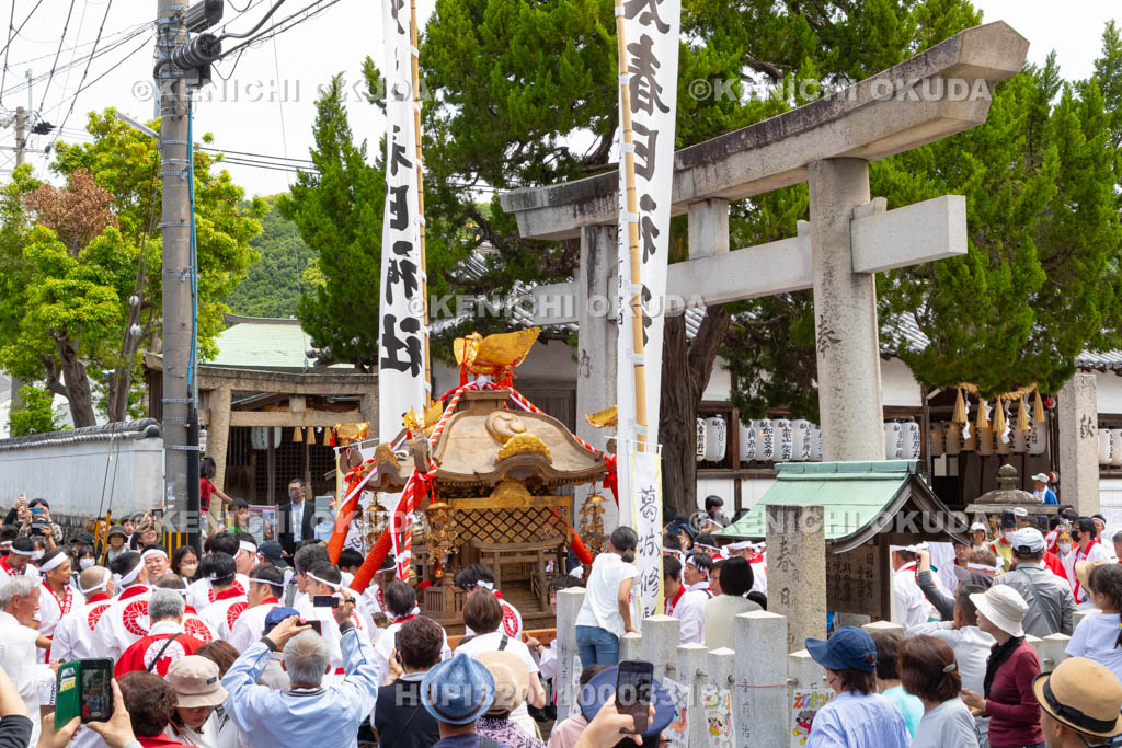 和歌山県　加太春日神社　例大祭　渡御祭（えび祭り）