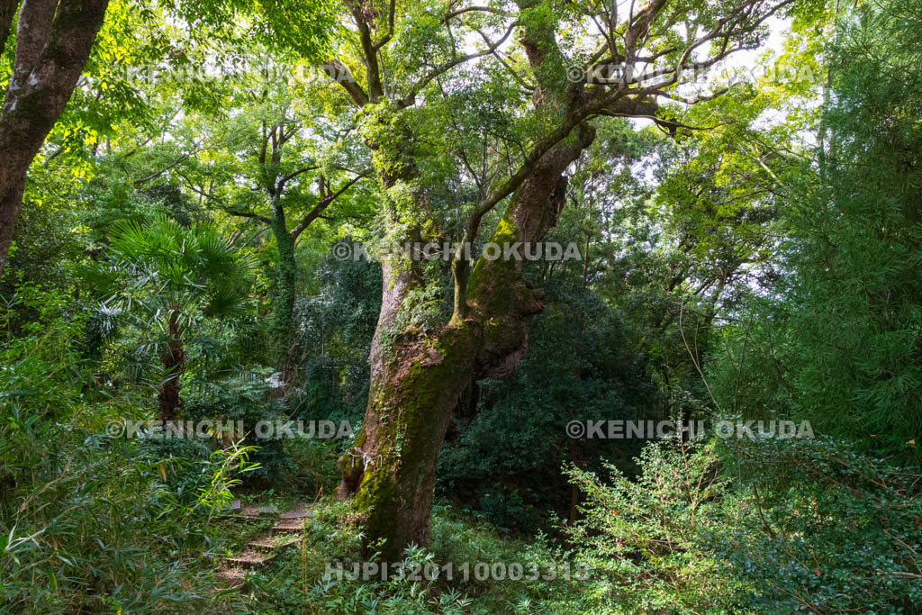 奈良県　奈良豆比古神社　樟の巨木