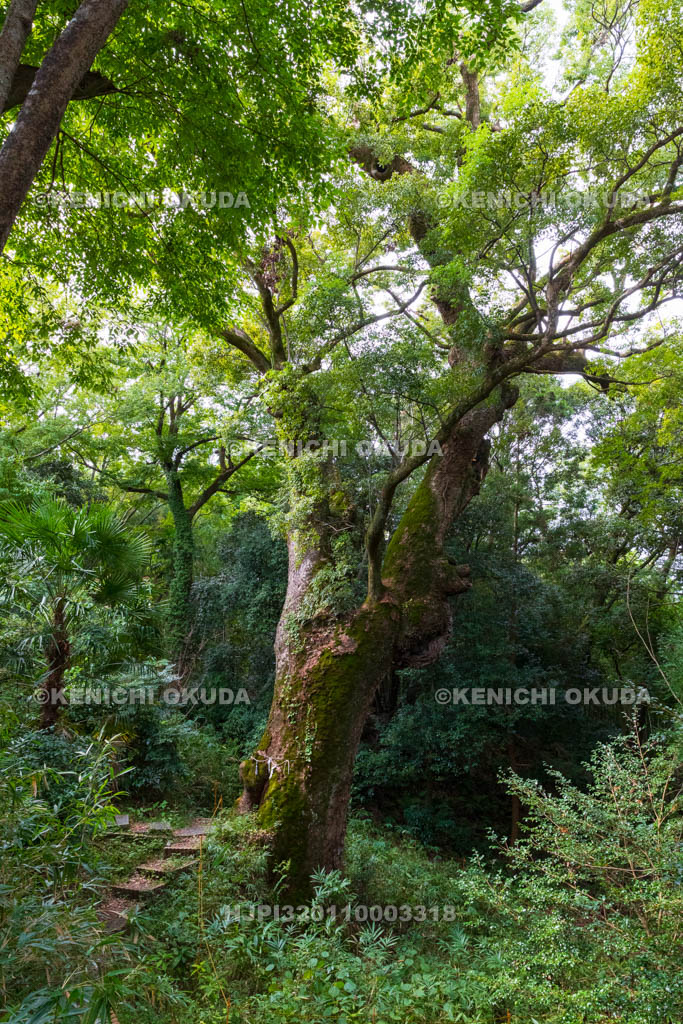 奈良県　奈良豆比古神社　樟の巨木
