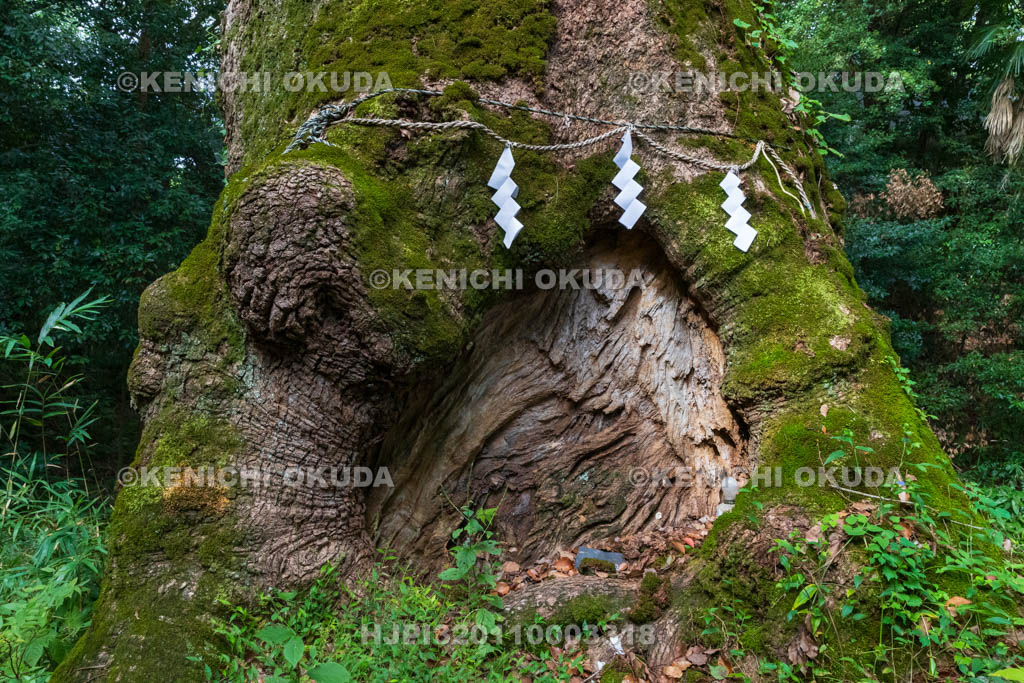 奈良県　奈良豆比古神社　樟の巨木