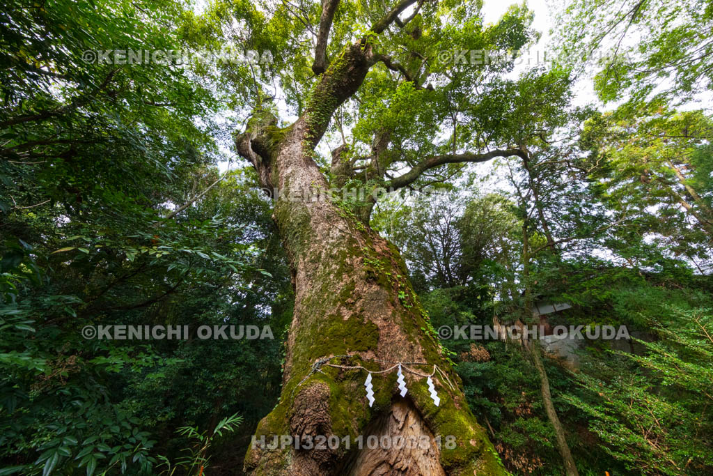 奈良県　奈良豆比古神社　樟の巨木