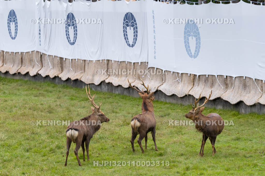 奈良県　春日大社鹿苑　鹿の角きり