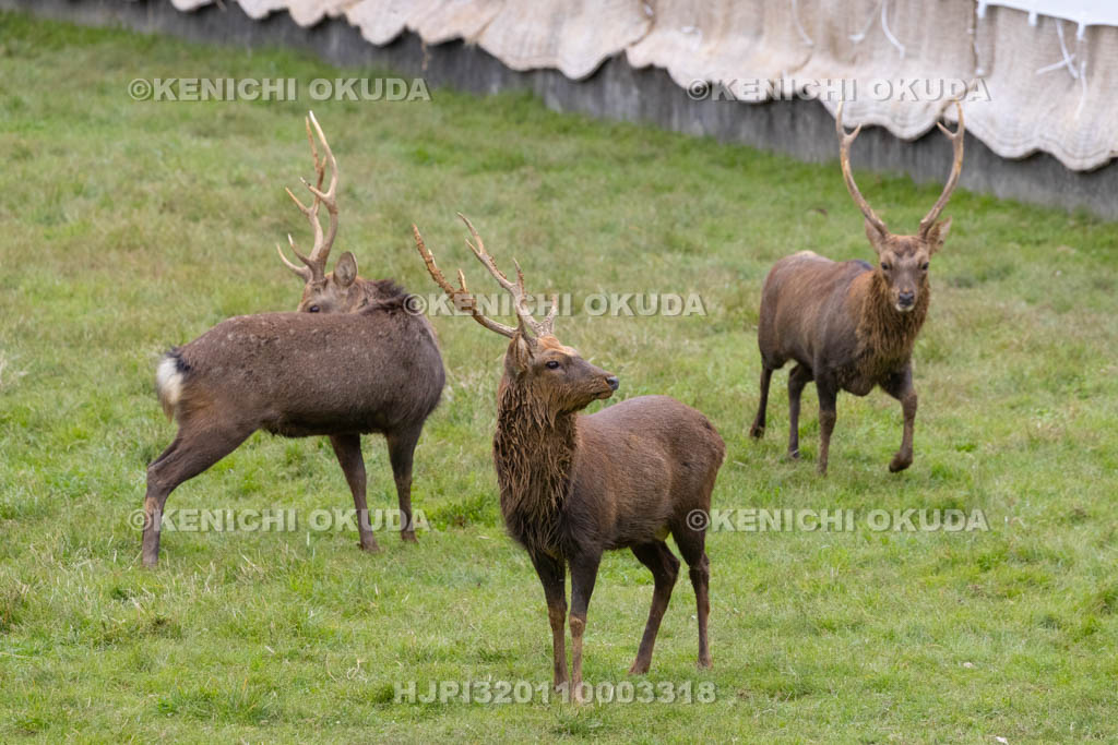 奈良県　春日大社鹿苑　鹿の角きり