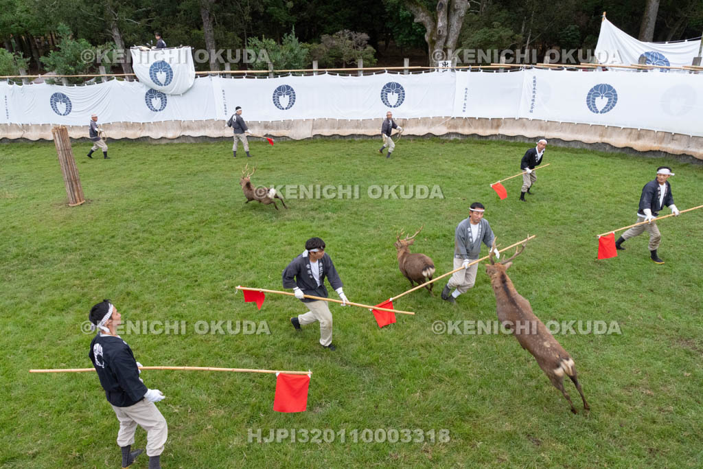 奈良県　春日大社鹿苑　鹿の角きり　追い込み