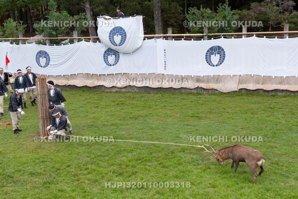 奈良県　春日大社鹿苑　鹿の角きり　取りおさえ