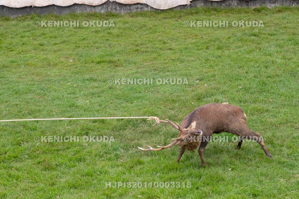 奈良県　春日大社鹿苑　鹿の角きり　取りおさえ
