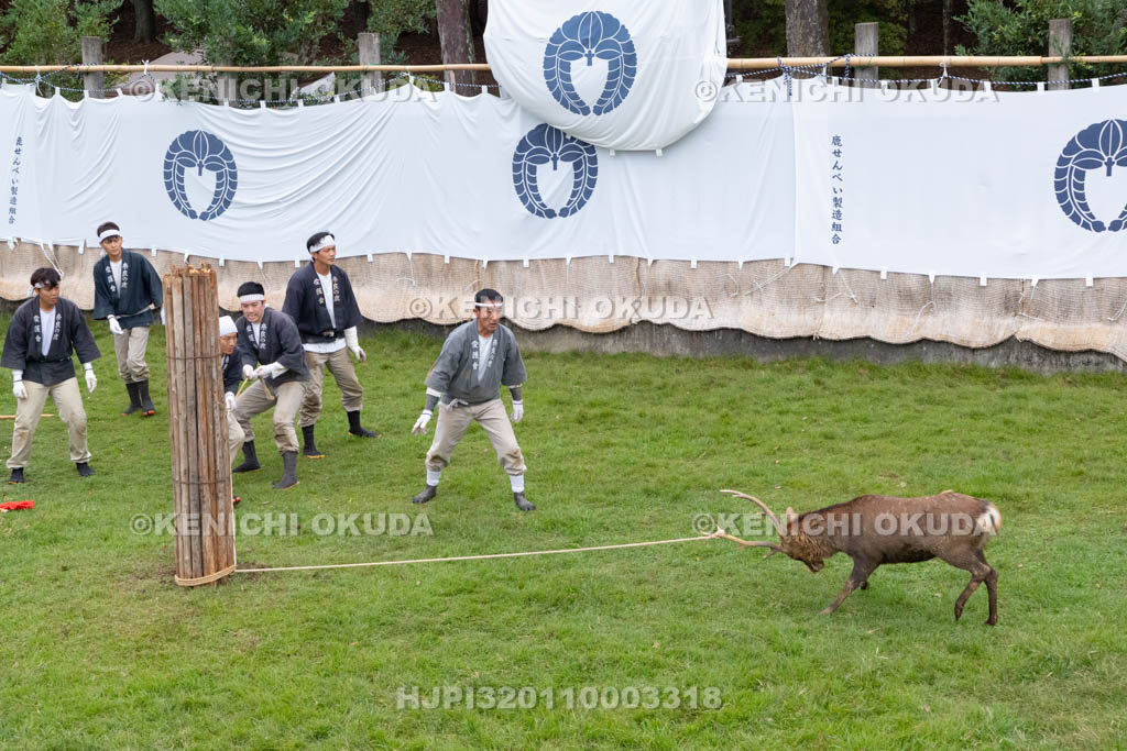 奈良県　春日大社鹿苑　鹿の角きり　取りおさえ