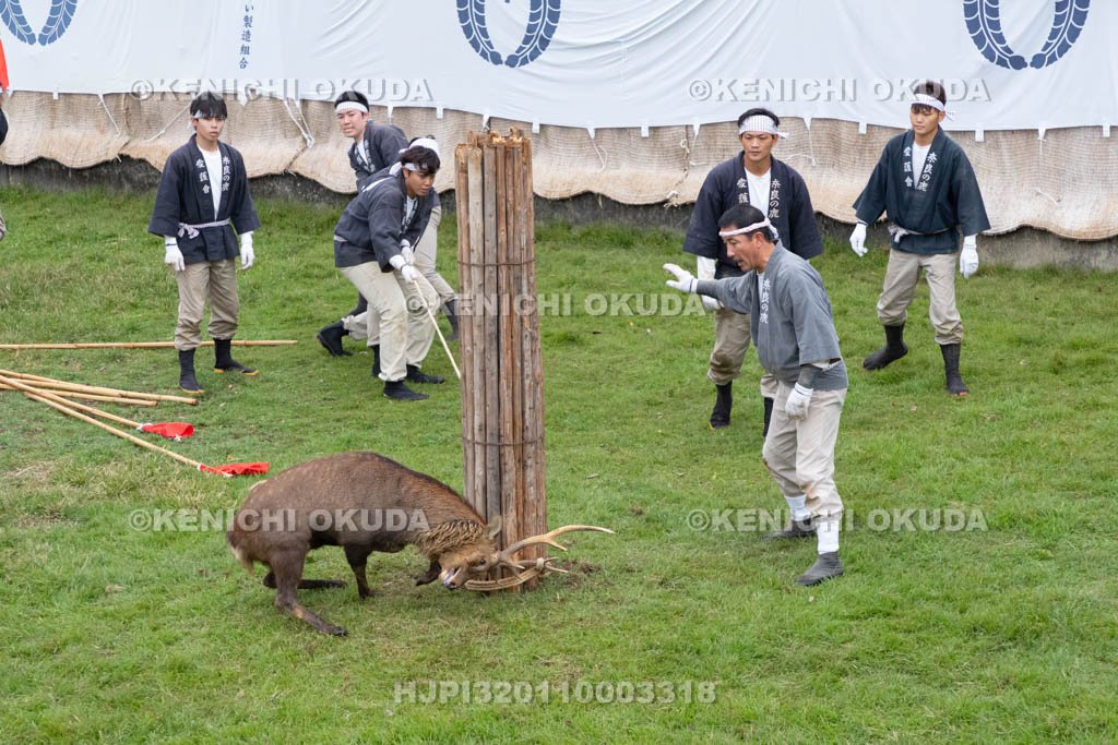奈良県　春日大社鹿苑　鹿の角きり　取りおさえ
