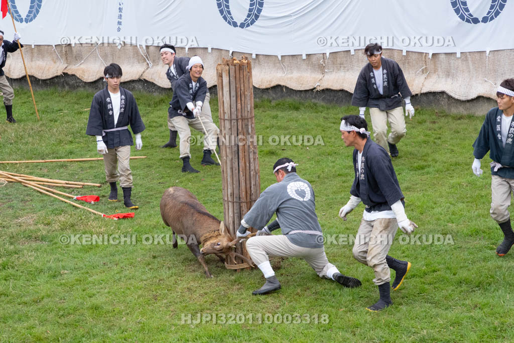 奈良県　春日大社鹿苑　鹿の角きり　取りおさえ