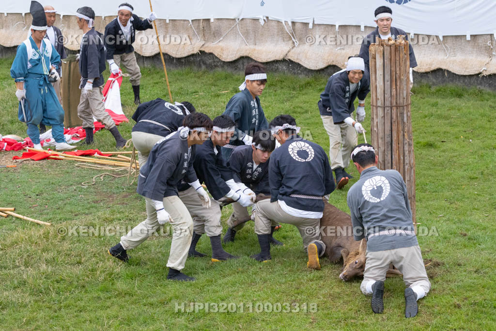 奈良県　春日大社鹿苑　鹿の角きり　取りおさえ