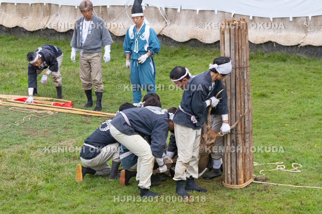 奈良県　春日大社鹿苑　鹿の角きり　取りおさえ