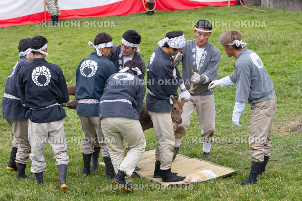 奈良県　春日大社鹿苑　鹿の角きり　取りおさえ