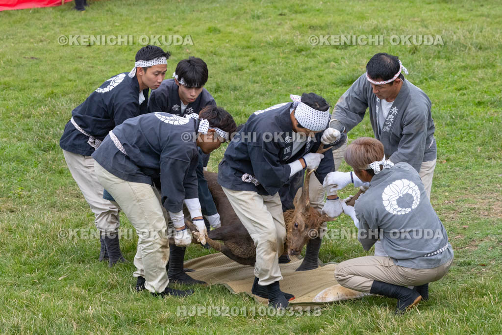 奈良県　春日大社鹿苑　鹿の角きり　取りおさえ
