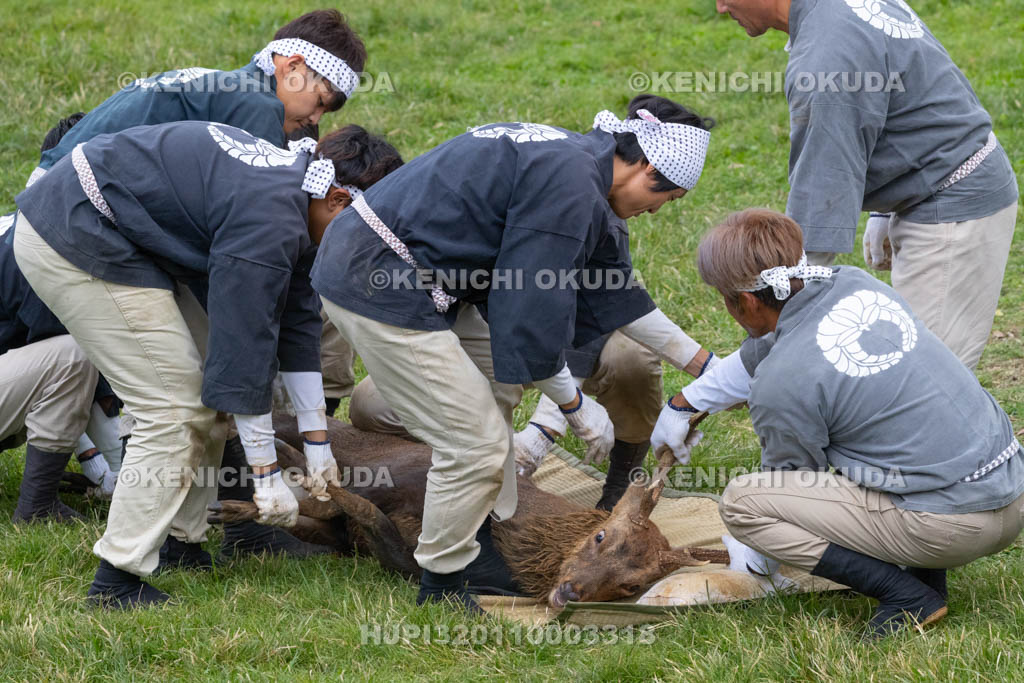 奈良県　春日大社鹿苑　鹿の角きり　取りおさえ
