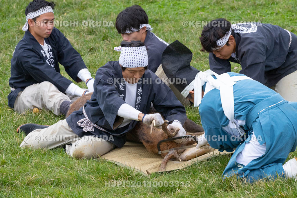奈良県　春日大社鹿苑　鹿の角きり